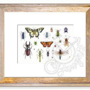 Bug’s Life Print, insects, insect print, natural History print, watercolor, Handpainted, Prints, Fine art
