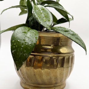 Peut inclure: Un cache-pot en laiton au corps arrondi et cannelé avec un bord lisse, contenant une plante Hoya verte aux feuilles pointues et brillantes recouvertes de petites gouttelettes d'eau. La surface métallique présente un ton doré chaud.