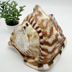 May include: A large, conical seashell featuring a textured surface with swirling patterns in shades of brown, tan, and cream. The shell has a prominent, pointed apex and a wide, flared opening with dark brown markings along the outer edge.