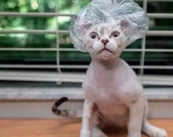 hairless cat shower cap