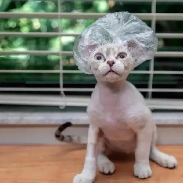 Shower Caps for Cats Etsy