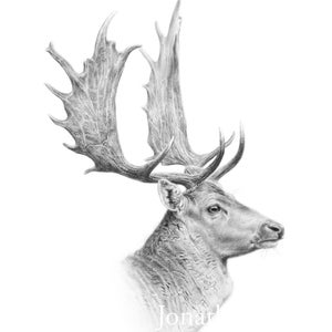 May include: A black and white pencil drawing of a fallow deer buck with large antlers. The deer is looking to the right of the image.