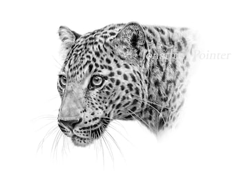 Leopard A3 Signed Fine Art print