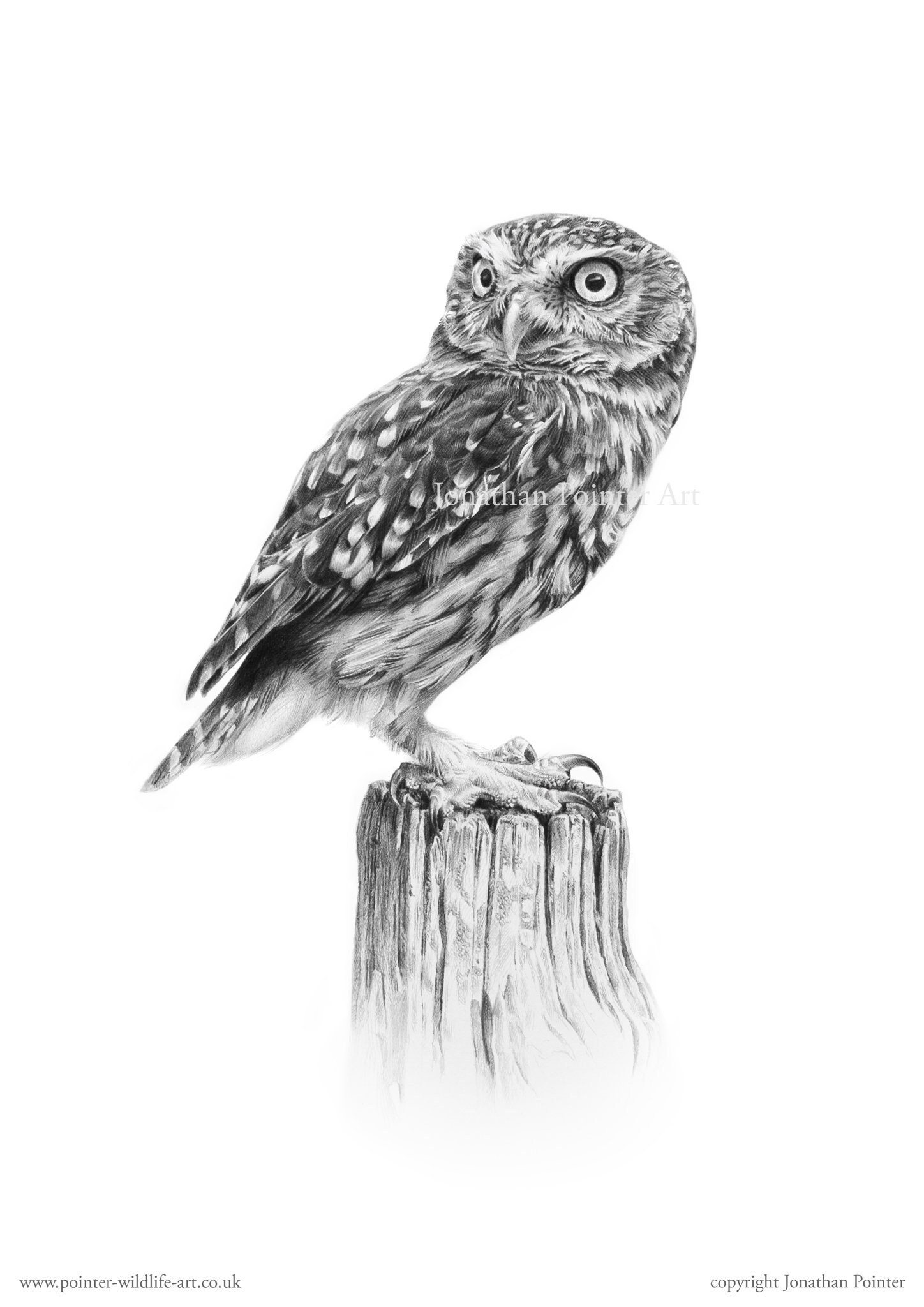 Little Owl ( Athene Noctua) A4 Signed Fine Art Print - Etsy