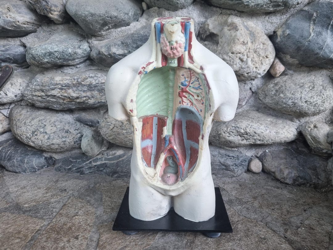 Antique Anatomic Model of the Human Body - Old Anatomic Model ...