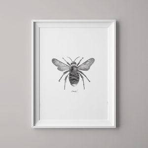 Bee Print | Bee Art | Bee Poster | Wall Art | Wall Print | Pencil Drawing | Nature spring | Home Decor | Bumblebee | Manchester Bee Art