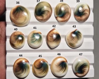 May include: A collection of polished, oval-shaped seashells, each displaying unique patterns of brown, green, and white swirls. The shells are arranged on a white display, with numbers 36 through 47 visible above each shell.