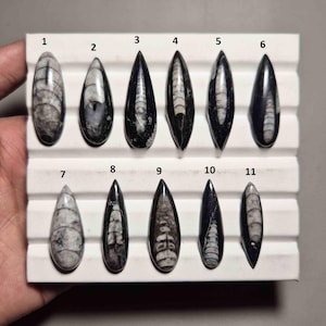 Pu&ograve; includere: Undici esemplari di fossili lucidati, ciascuno con una forma allungata unica e motivi interni. I fossili variano di colore dal nero al grigio e al bianco, esposti su una superficie bianca. Gli esemplari sono numerati da 1 a 11.