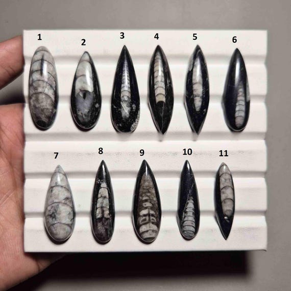 Mind Blowing Orthoceres Fossil Cabochon Loose Gemstone For Making Jewelry 100% Natural Orthoceres Fossil Handmade Polish Gems #909
