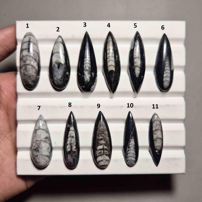 Pu&ograve; includere: Undici esemplari di fossili lucidati, ciascuno con una forma allungata unica e motivi interni. I fossili variano di colore dal nero al grigio e al bianco, esposti su una superficie bianca. Gli esemplari sono numerati da 1 a 11.