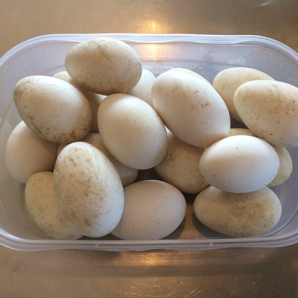 Fresh Goose Eggs for Eating/Baking, American Buff French Toulouse