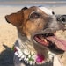 see more listings in the Dog Lei section