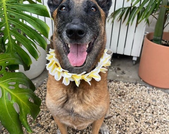 Plumeria Dog Lei // Yellow or Pink // Hawaiian Dog Accessory // Elastic Dog Necklace // Flower Dog Collar