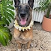 see more listings in the Dog Lei section