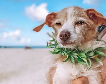 Dog Flower Lei // Various Colors for Male and Female Dog // Elastic Dog Necklace // Over the Collar // Dog Accessory // Flower Dog Collar