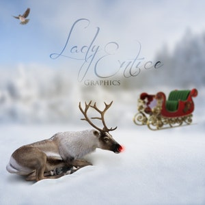 Reindeer | Winter | Red Nose | Christmas | Digital | Backdrop | Background | Composite