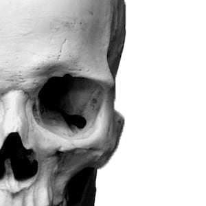 Skull Reference and Stencil