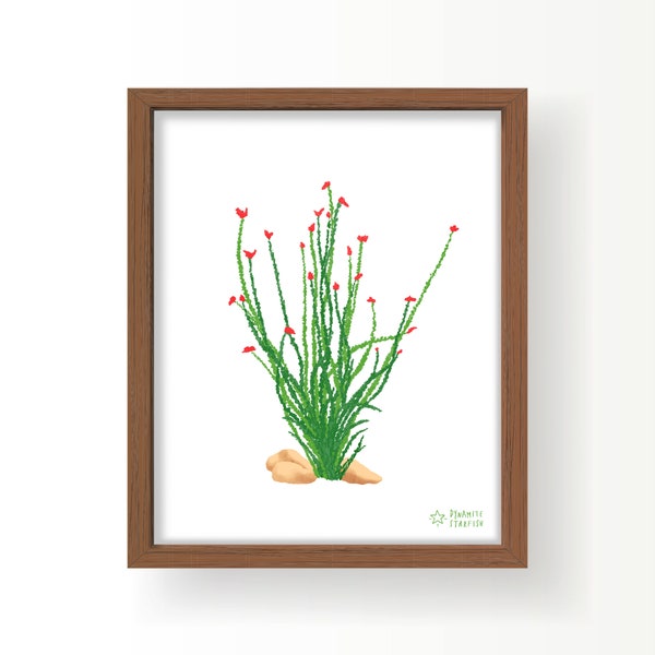 Ocotillo 8x10 art print Joshua Tree Wall Art Desert Rose Drawing botanical Sonoran Desert Flower Red Flower Cactus