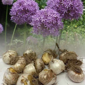 Allium Aflatunense (Hollandicum) Bulbs Hardy Summer Garden Perennial