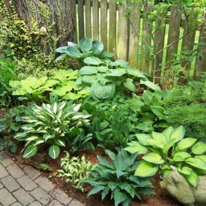 Hosta Pot Luck Plantain Lily Mixed Varieties Bare Root Perennial Plant Grade 1 image 5