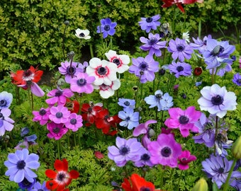 Mixed Anemone De Caen