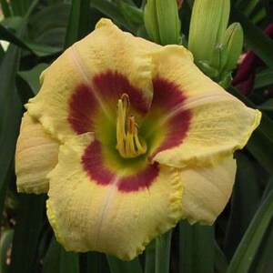 May include: A single yellow daylily with a maroon ring around the centre. The flower has a green centre with yellow stamens.