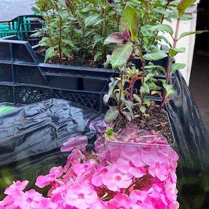 May include: A close-up of a cluster of pink phlox flowers in bloom. The flowers have a delicate, ruffled appearance and are surrounded by green leaves.