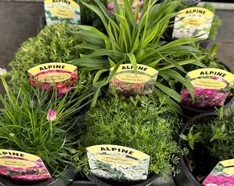 6 Mixed Alpines and Perennials Rockery Plants,9cm Pots Hardy Easy To Grow