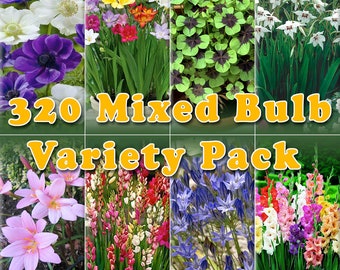 Summer Flowering Bulb Mixed Pack 320 Bulbs 8 Varieties Summer Long Garden Plants