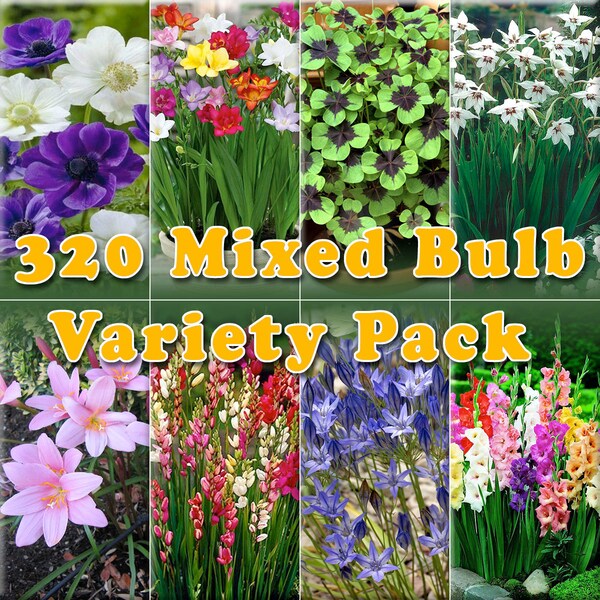Summer Flowering Bulb Mixed Pack 320 Bulbs 8 Varieties Summer Long Garden Plants