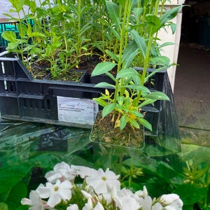 May include: A close-up of a tray of green plant seedlings with a label that reads "PHLOX FLAMMEA paniculata GARTHWILDE NACHENES". The tray is sitting on a clear plastic surface. A cluster of white flowers is visible in the background.