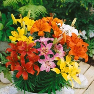 May include: A bouquet of colourful lilies in shades of orange, yellow, pink, red and white. The lilies are arranged in a green pot and are surrounded by green foliage.