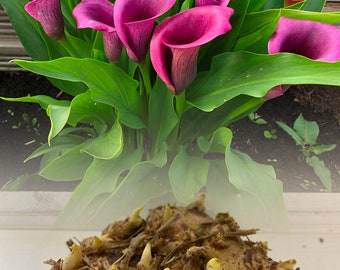 Zantedeschia Purple Heart Calla (Arum) Lily Bulbs Size 24/- Summer Flowering Perennial