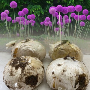 Allium Gladiator (Hollandicum) Bulbs Purple Hardy Summer Garden Perennial