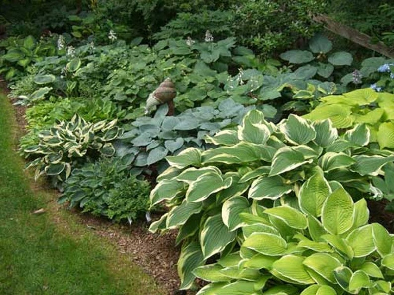 Hosta Pot Luck Plantain Lily Mixed Varieties Bare Root Perennial Plant Grade 1 image 3