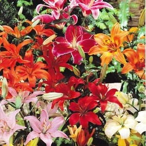 Mixed Oriental Lily Bulbs Size 16/18 Trumpet-Shaped Fragrant Garden Perennial