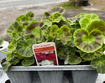 Pack Of 9 Mixed Geranium