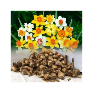 1 Bag 4L Fresh Green Sphagnum Moss For Plants Pots Daffodils Hyacinth  Spring Bulbs & Terrariums