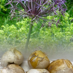 Allium Christophii (Star Of Persia) Bulbs Hardy Summer Garden Perennial