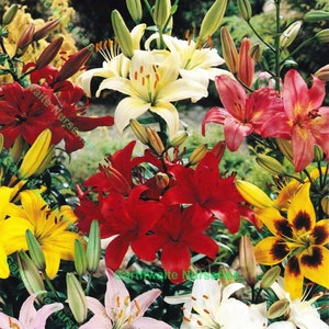 Mixed Asiatic Lily Bulbs Summer Flowering Semi-Hardy Garden Perennial