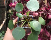 Pilea (money plant)