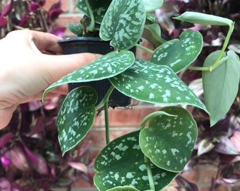 Manjula Pothos Plant Etsy - satin pothos