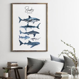 Puede incluir: Una ilustraci&oacute;n de acuarela de diferentes tipos de tiburones, incluyendo un tibur&oacute;n blanco, un tibur&oacute;n martillo, un tibur&oacute;n ballena y un tibur&oacute;n de arrecife. La ilustraci&oacute;n se titula "Sharks SELACHII".