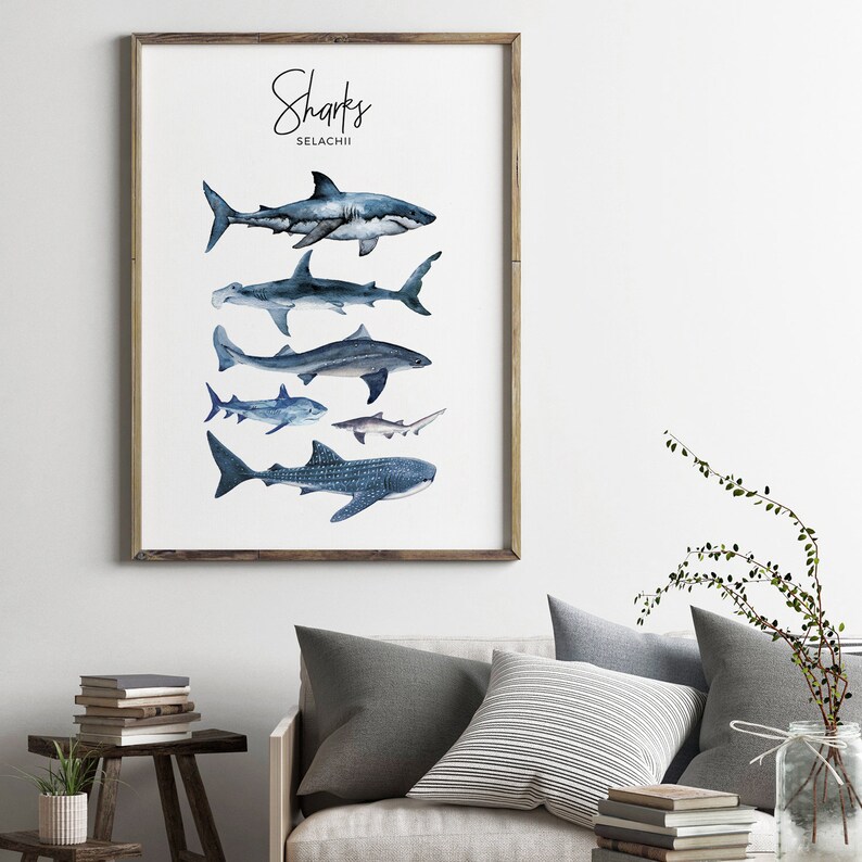 Puede incluir: Una ilustraci&oacute;n de acuarela de diferentes tipos de tiburones, incluyendo un tibur&oacute;n blanco, un tibur&oacute;n martillo, un tibur&oacute;n ballena y un tibur&oacute;n de arrecife. La ilustraci&oacute;n se titula "Sharks SELACHII".
