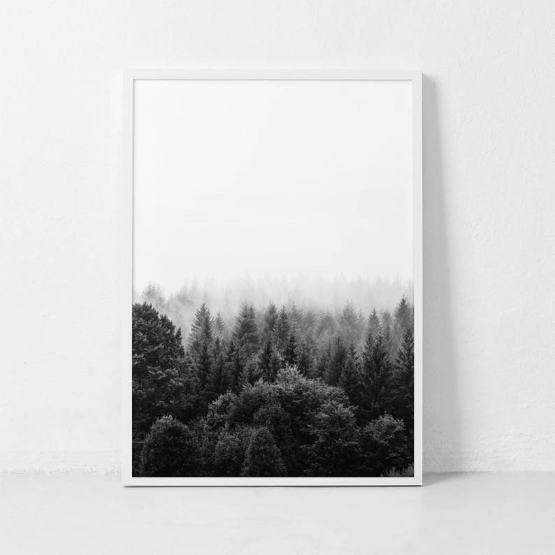 May include: Black and white photograph of a misty forest with tall trees. The trees are silhouetted against a white background.