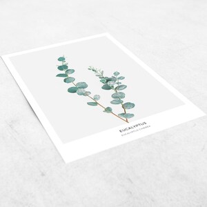 Pode incluir: Uma ilustra&ccedil;&atilde;o bot&acirc;nica de Eucalyptus Cinerea, tamb&eacute;m conhecido como Eucalipto d&oacute;lar de prata, sobre um fundo branco com o texto "Eucalyptus Eucalyptus Cinerea".