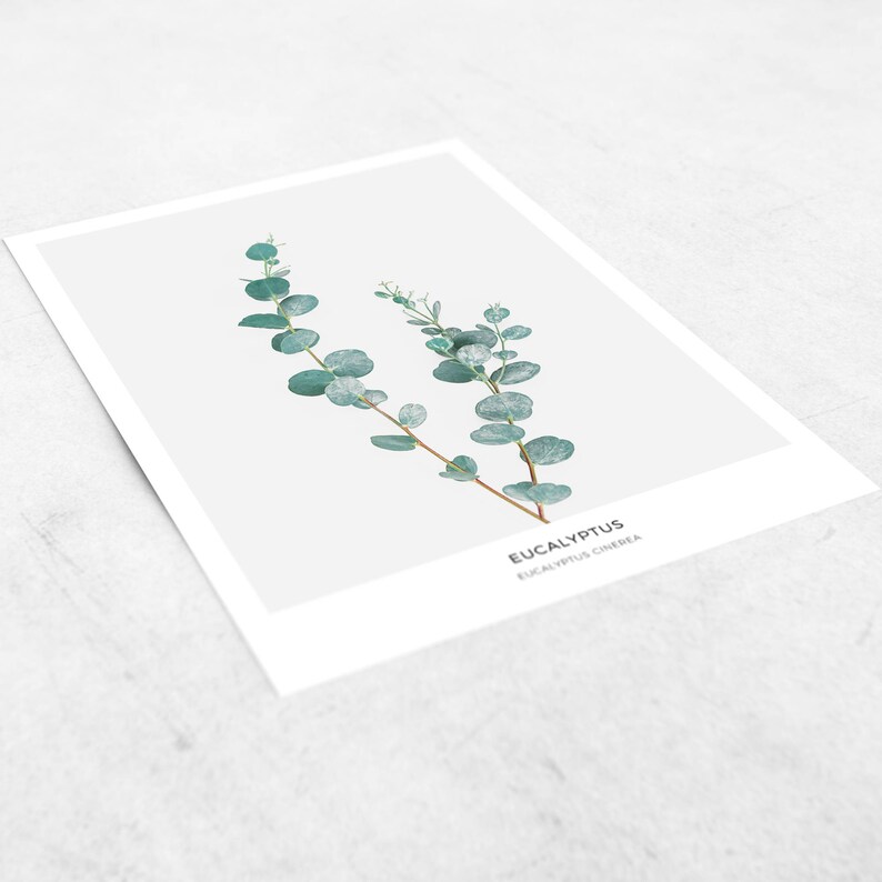 Pode incluir: Uma ilustra&ccedil;&atilde;o bot&acirc;nica de Eucalyptus Cinerea, tamb&eacute;m conhecido como Eucalipto d&oacute;lar de prata, sobre um fundo branco com o texto "Eucalyptus Eucalyptus Cinerea".