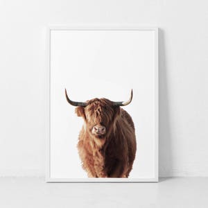 Highland Cow Print, Cow Poster, Cattle  Photography, Animal Portrait, Cow Closeup, Farm Nursery, Farm Animal Wall Art, Digital Print.