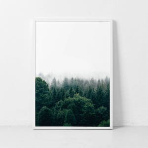May include: A photograph of a forest with fog rolling in over the trees. The trees are a deep green and the fog is a light white. The image is taken from a low angle, looking up at the trees.