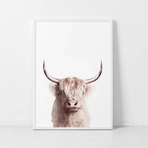 Highland Cow Print, Cow Poster, Cattle  Photography, Animal Portrait, Cow Closeup, Farm Nursery, Farm Animal Wall Art, Digital Print.